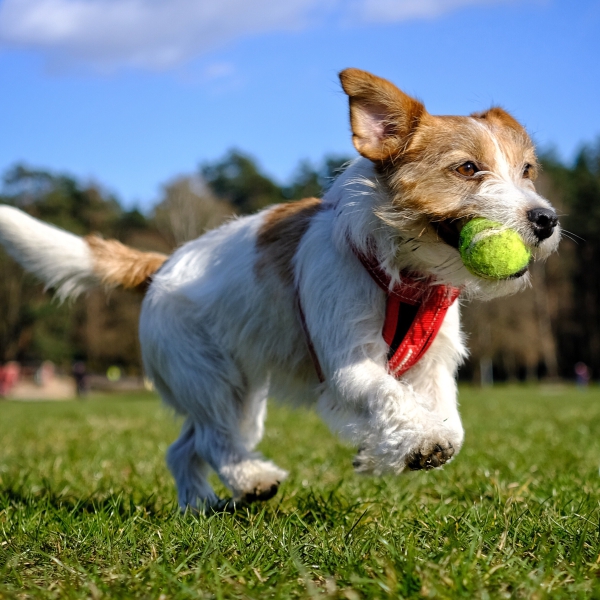 AnimaLin pro ENERGII A DLOUHOVĚKOST