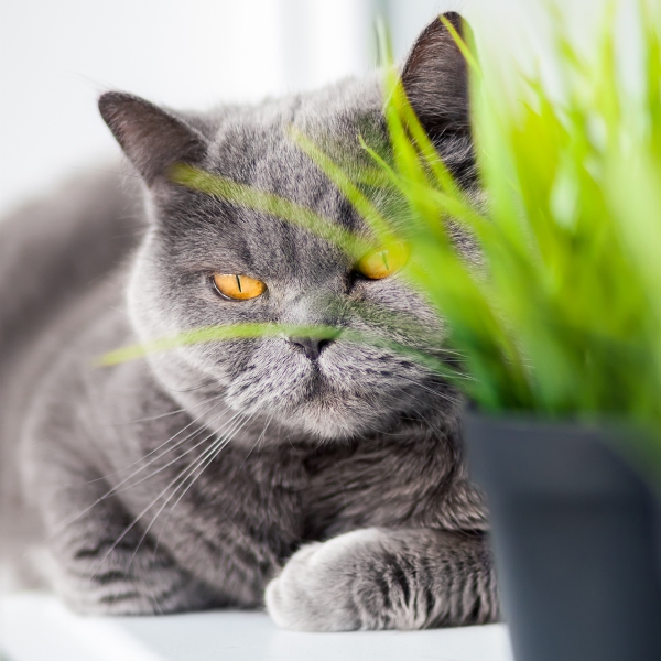 AnimaLin pro SILNOU IMUNITU